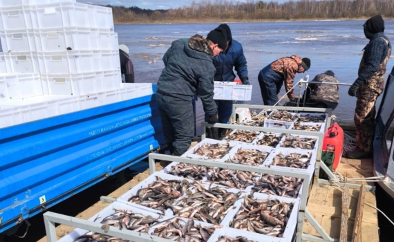 В Томской области растут объемы промышленного вылова рыбы В Томской области растут объемы промышленного вылова рыбы
