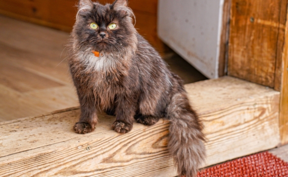 Кормить по расписанию или насыпать и забыть: как выбрать режим, от которого кошка проживет дольше Кормить по расписанию или насыпать и забыть: как выбрать режим, от которого кошка проживет дольше